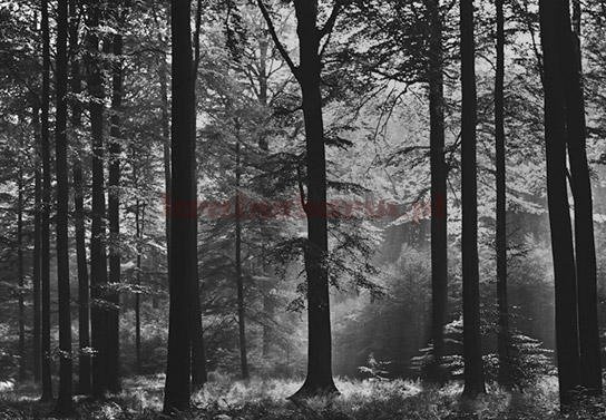 Fototapeta 115 Las czarno biały AVALON