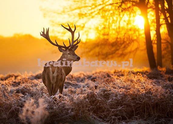 Fototapeta RE130011 JELEŃ