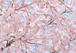 Fototapeta 155 Pink Blossoms